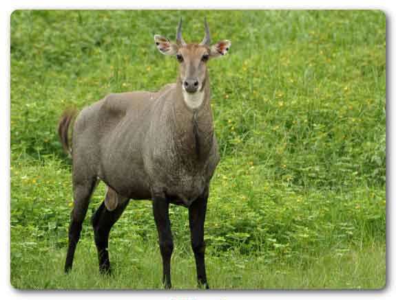 Delhi State animal, Nilgai, Boselaphus tragocamelus
